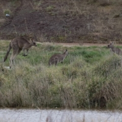 Macropus giganteus at Hume, ACT - 9 Aug 2020 03:54 PM