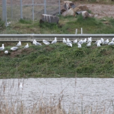 Chroicocephalus novaehollandiae (Silver Gull) at Hume, ACT - 9 Aug 2020 by RodDeb