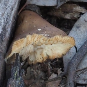 zz agaric (stem; gills white/cream) at Macgregor, ACT - 18 Jul 2020 02:54 PM