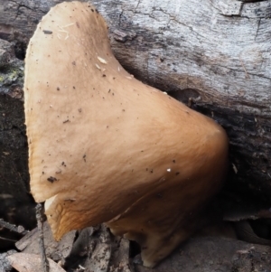 zz agaric (stem; gills white/cream) at Macgregor, ACT - 18 Jul 2020 02:54 PM