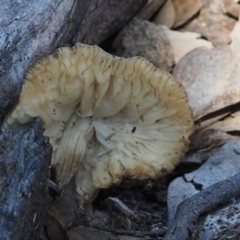 zz agaric (stem; gills white/cream) at Macgregor, ACT - 18 Jul 2020 02:54 PM