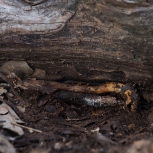 zz agaric (stem; gills white/cream) at Macgregor, ACT - 18 Jul 2020