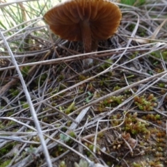 Unidentified Fungus at Franklin, ACT - 1 Aug 2020 by AndyRussell