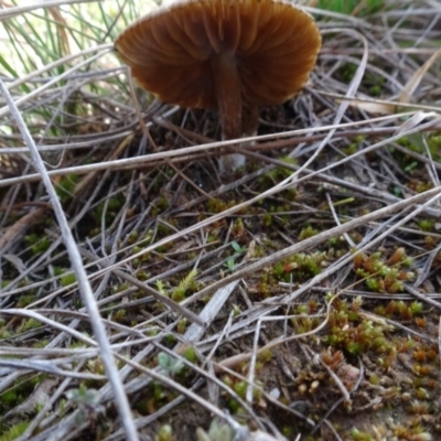 Unverified Fungus at Franklin, ACT - 1 Aug 2020 by AndyRussell