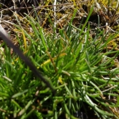 Isoetopsis graminifolia (Grass Cushion Daisy) at Franklin, ACT - 1 Aug 2020 by AndyRussell