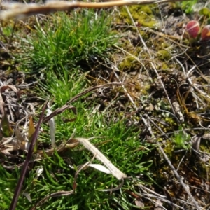 Isoetopsis graminifolia at Franklin, ACT - 1 Aug 2020 12:54 PM