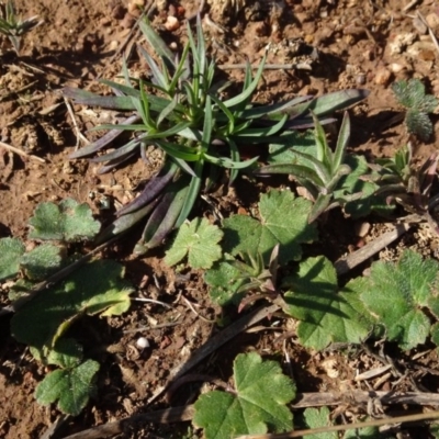 Hydrocotyle laxiflora (Stinking Pennywort) at Mulanggari Grasslands - 1 Aug 2020 by AndyRussell