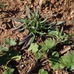 Hydrocotyle laxiflora at Franklin, ACT - 1 Aug 2020