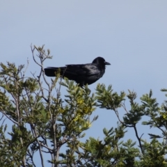 Corvus coronoides (Australian Raven) at Franklin, ACT - 1 Aug 2020 by AndyRussell