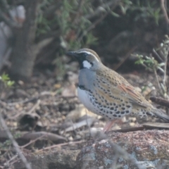 Cinclosoma punctatum (Spotted Quail-thrush) at Lower Borough, NSW - 10 Aug 2020 by mcleana