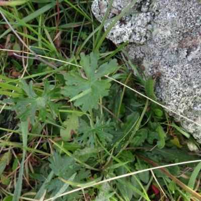Geranium (genus) (Geranium) at Franklin, ACT - 1 Aug 2020 by AndyRussell