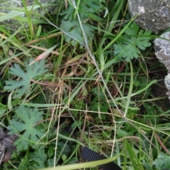 Geranium sp. at Franklin, ACT - 1 Aug 2020