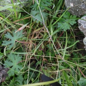 Geranium sp. at Franklin, ACT - 1 Aug 2020