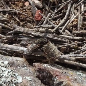 Helina sp. (genus) at Franklin, ACT - 1 Aug 2020