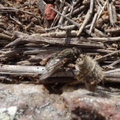 Helina sp. (genus) at Franklin, ACT - 1 Aug 2020