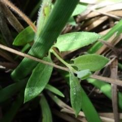 Einadia nutans subsp. nutans at Franklin, ACT - 1 Aug 2020