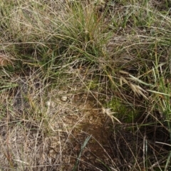 Rytidosperma (genus) (Wallaby Grass) at Franklin, ACT - 1 Aug 2020 by AndyRussell