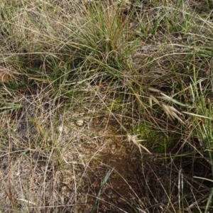 Rytidosperma sp. at Franklin, ACT - 1 Aug 2020 12:09 PM