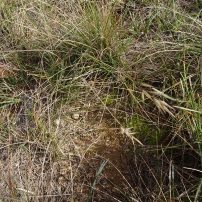 Rytidosperma sp. (Wallaby Grass) at Franklin, ACT - 1 Aug 2020 by AndyRussell