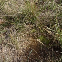 Rytidosperma sp. (Wallaby Grass) at Mulanggari Grasslands - 1 Aug 2020 by AndyRussell