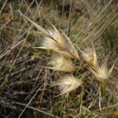 Rytidosperma sp. at Franklin, ACT - 1 Aug 2020 12:09 PM