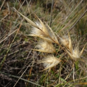 Rytidosperma sp. at Franklin, ACT - 1 Aug 2020