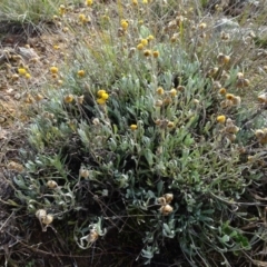 Chrysocephalum apiculatum (Common Everlasting) at Mulanggari Grasslands - 1 Aug 2020 by AndyRussell