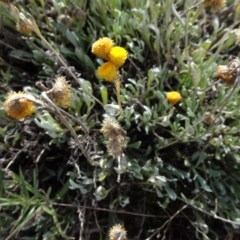 Chrysocephalum apiculatum at Franklin, ACT - 1 Aug 2020 12:05 PM