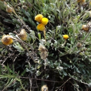 Chrysocephalum apiculatum at Franklin, ACT - 1 Aug 2020