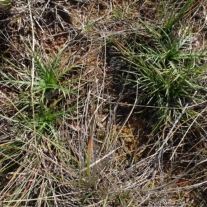 Eryngium ovinum at Franklin, ACT - 1 Aug 2020