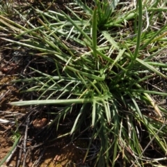 Eryngium ovinum at Franklin, ACT - 1 Aug 2020