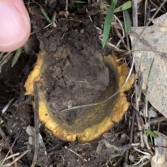 Unidentified Cup or disk - with no 'eggs' at Black Range, NSW - 10 Aug 2020 by Steph H