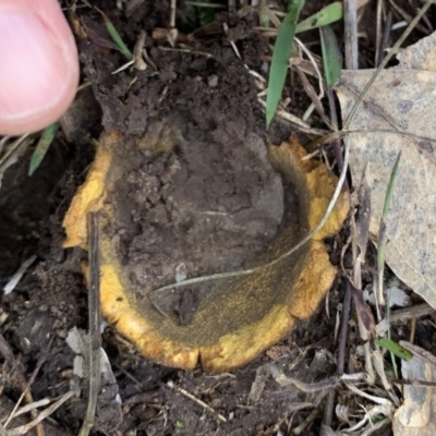 Calvatia sp. at Black Range, NSW - 10 Aug 2020 by Steph H