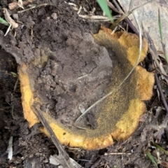 Scleroderma sp. at Black Range, NSW - 10 Aug 2020