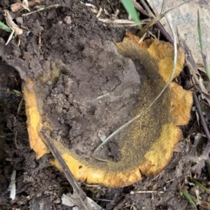 Scleroderma sp. at Black Range, NSW - 10 Aug 2020