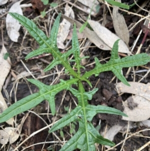 Solanum aviculare at Black Range, NSW - 10 Aug 2020