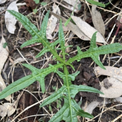 Solanum aviculare (Kangaroo Apple) at Black Range, NSW - 10 Aug 2020 by StephH