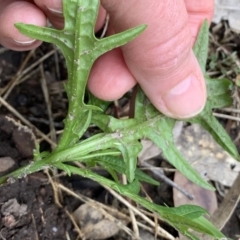 Solanum aviculare at Black Range, NSW - 10 Aug 2020