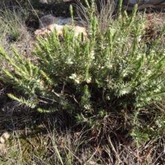 Melichrus urceolatus (Urn Heath) at Franklin, ACT - 1 Aug 2020 by AndyRussell