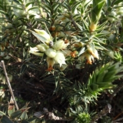 Melichrus urceolatus at Franklin, ACT - 1 Aug 2020