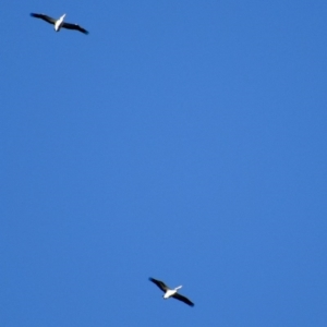 Pelecanus conspicillatus at Weston, ACT - 10 Aug 2020