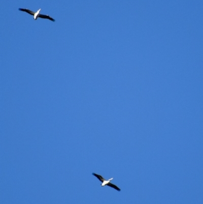 Pelecanus conspicillatus (Australian Pelican) at Weston, ACT - 10 Aug 2020 by AliceH