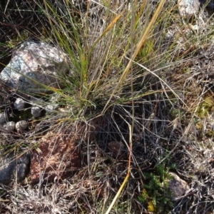 Themeda triandra at Franklin, ACT - 1 Aug 2020