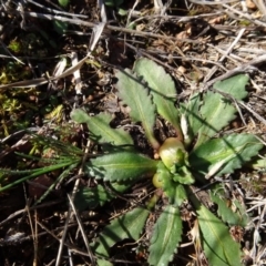 Solenogyne dominii (Smooth Solenogyne) at Mulanggari Grasslands - 1 Aug 2020 by AndyRussell