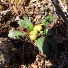 Solenogyne dominii at Franklin, ACT - 1 Aug 2020