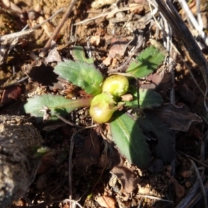 Solenogyne dominii at Franklin, ACT - 1 Aug 2020