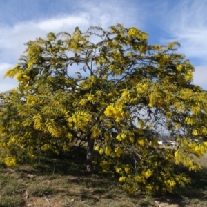 Acacia baileyana at Franklin, ACT - 1 Aug 2020 12:16 PM