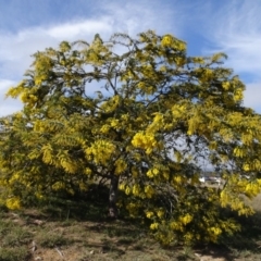 Acacia baileyana (Cootamundra Wattle, Golden Mimosa) at Mulanggari Grasslands - 1 Aug 2020 by AndyRussell
