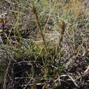 Pimelea curviflora at Franklin, ACT - 1 Aug 2020