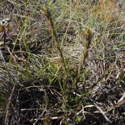 Pimelea curviflora (Curved Rice-flower) at Franklin, ACT - 1 Aug 2020 by AndyRussell